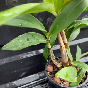 A potted orchid plant with green leaves and brown pseudobulbs in a black plastic pot, photographed close up against a dark background.