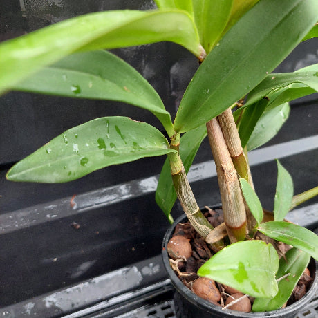 A potted orchid plant with green leaves and brown pseudobulbs in a black plastic pot, photographed close up against a dark background.