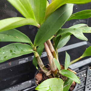 A close-up of a potted Dendrobium orchid plant with green leaves and brown pseudobulbs in a black plastic nursery pot, set against a dark background.
