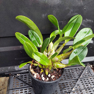 A potted green orchid plant with broad glossy leaves, growing in a black nursery pot filled with bark and small white stones, placed on a black plastic tray against a dark background.