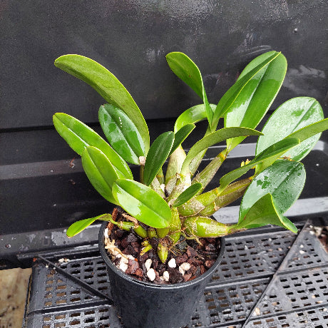 A potted green orchid plant with broad glossy leaves, growing in a black nursery pot filled with bark and small white stones, placed on a black plastic tray against a dark background.