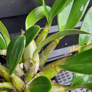 Close-up of a green orchid plant with glossy leaves and a thick green stem, photographed against a dark nursery background.