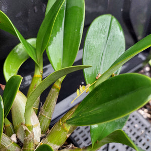 Close-up of a green orchid plant with broad glossy leaves and a pale green pseudobulb, photographed against a dark nursery background.