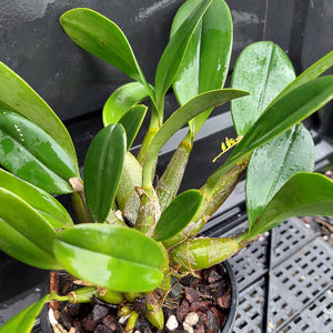 A close-up of a green orchid plant in a black plastic pot filled with brown bark and small white stones, photographed against a dark gray background.