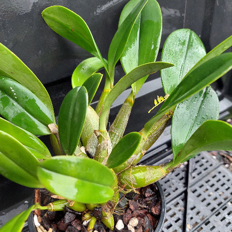 A close-up of a green orchid plant in a black plastic pot filled with brown bark and small white stones, photographed against a dark gray background.