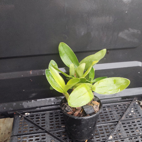 A small potted green plant with broad, light green leaves in a black plastic nursery pot, sitting on a black plastic tray.