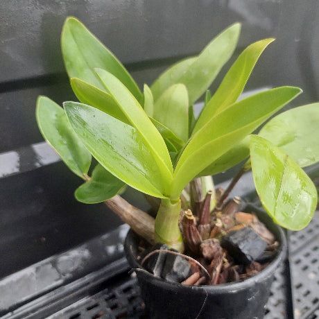 A potted green leafy plant in a black plastic nursery pot filled with bark, photographed against a dark gray background.