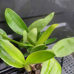 A close-up of a green leafy plant, likely a Caladium, growing in a black plastic nursery pot with visible drainage holes and peat moss substrate. The leaves are glossy and wet with water droplets, set against a dark gray background.