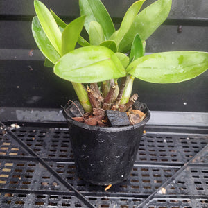 A small potted orchid plant with bright green leaves and brown pseudobulbs, growing in a black plastic starter pot filled with bark, placed on a black metal grid tray.