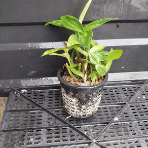 A small green leafy plant in a black plastic nursery pot with a woven bottom, placed on a black plastic greenhouse tray against a dark gray wall.
