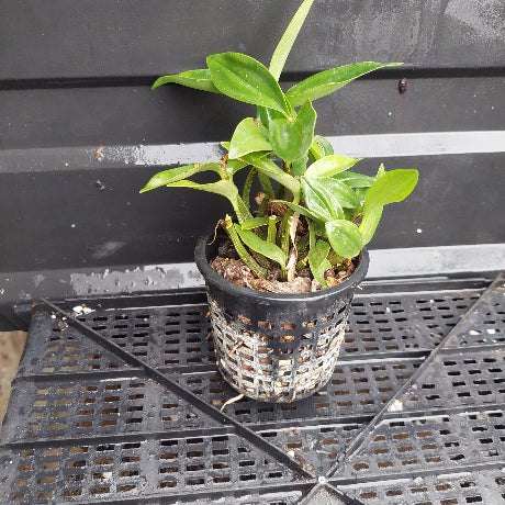 A small green leafy plant in a black plastic nursery pot with a woven bottom, placed on a black plastic greenhouse tray against a dark gray wall.
