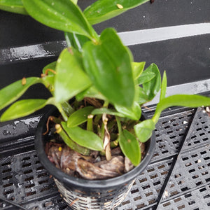 A small potted green plant with glossy leaves in a black plastic nursery pot, placed on a black plastic tray.
