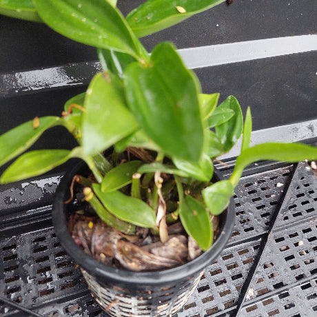 A small potted green plant with glossy leaves in a black plastic nursery pot, placed on a black plastic tray.