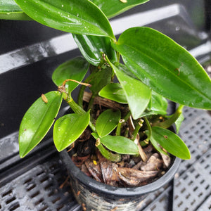 A small potted green plant with glossy, broad leaves growing in a black plastic nursery pot filled with bark, photographed close up on a black metal tray.