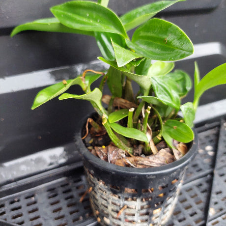 A small green leafy plant in a black plastic nursery pot with a woven base, photographed on a black plastic tray or rack.