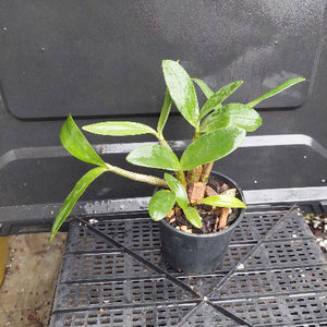 A potted green plant with glossy, broad leaves in a black plastic nursery pot, placed on a black plastic greenhouse tray against a dark gray background.