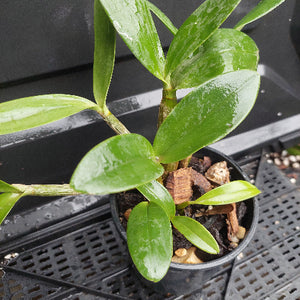 A potted green orchid plant with glossy, wet leaves, growing in a black plastic nursery pot filled with bark and pebbles, placed on a black plastic tray.