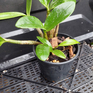 A small green plant in a black plastic nursery pot with bark and soil, photographed on a black plastic tray.