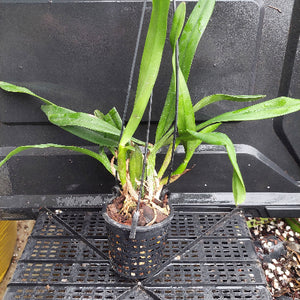 A potted green plant with long narrow leaves in a black plastic hanging nursery pot, placed on a black plastic tray.