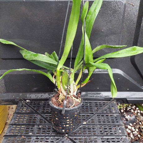 A potted green plant with long narrow leaves in a black plastic hanging nursery pot, placed on a black plastic tray.