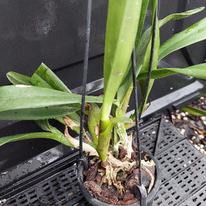 A potted hanging orchid plant with long green leaves and a brown fibrous root system, suspended in a black plastic hanging basket over a black nursery tray.