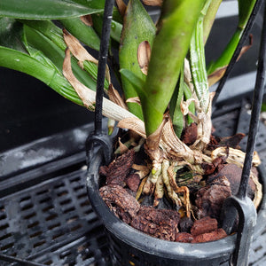 A close-up of a potted orchid plant in a black hanging basket, showing green leaves, exposed roots, and reddish-brown bark substrate.