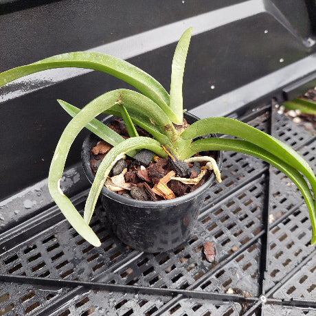 A green leafy plant in a small black nursery pot filled with bark and wood chips, placed on a black plastic tray.