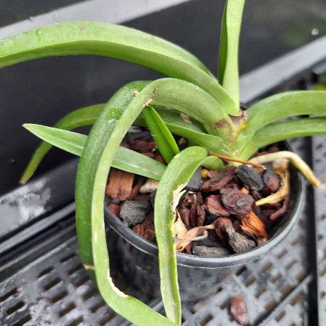 A potted green plant with long, sword-like leaves growing in a black plastic nursery pot filled with bark and small stones, photographed on a black metal tray.