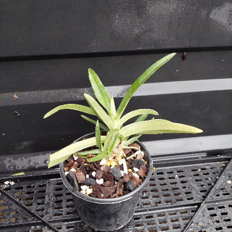 A small potted green plant with long narrow leaves, growing in a black plastic nursery pot filled with bark, white perlite, and small yellow seeds, placed on a black metal grid tray against a dark gray paneled background.