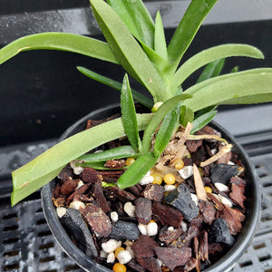 A close-up of a green leafy plant in a black plastic pot filled with bark, small white and yellow pebbles, and wood chips, photographed against a dark background.