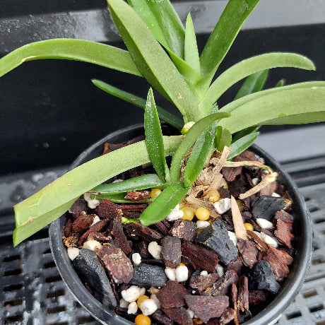 A close-up of a green leafy plant in a black plastic pot filled with bark, small white and yellow pebbles, and wood chips, photographed against a dark background.