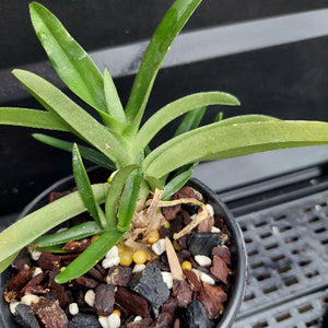 A close-up of a green leafy plant in a black plastic pot filled with bark, small white and yellow pebbles, and dried plant material, photographed against a dark plastic tray background.
