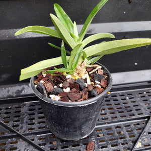 A small potted green plant with long narrow leaves in a black plastic nursery pot filled with bark, white perlite, and soil, sitting on a black metal grid tray.
