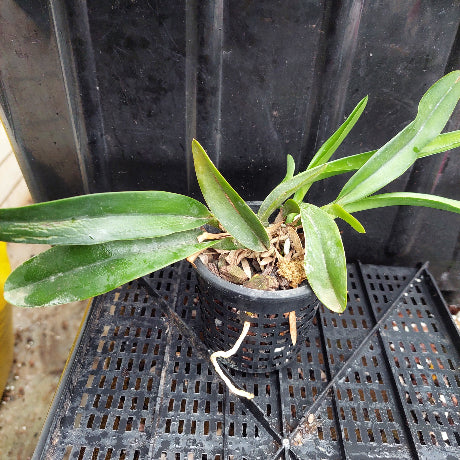 A small green leafy plant in a black plastic nursery pot with drainage holes, sitting on a black plastic tray against a dark background.