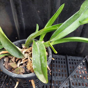 A green leafy plant in a black plastic nursery pot filled with bark and sphagnum moss, photographed on a black plastic tray.