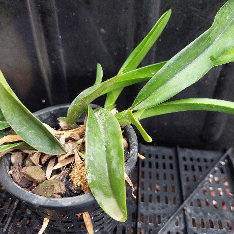 A green leafy plant in a black plastic nursery pot filled with bark and sphagnum moss, photographed on a black plastic tray.