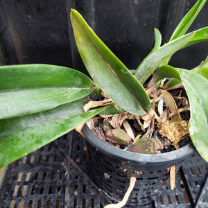 A potted green plant with broad glossy leaves in a black plastic nursery pot, photographed close up on a black plastic rack against a dark background.