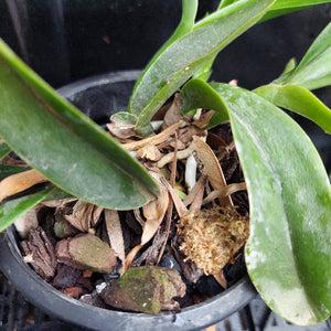 A close-up of a potted green plant with broad leaves growing in a black plastic pot filled with bark, bark pieces, and a small fibrous root or corm.