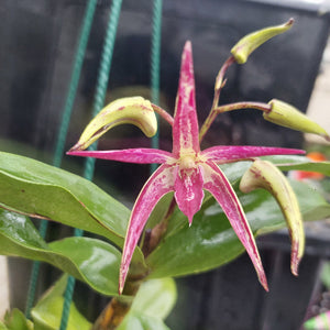 A close-up of a pink and green orchid flower with several green buds, surrounded by glossy green leaves and a dark pot in the background.