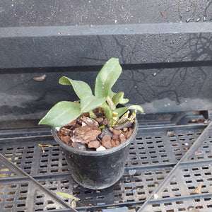 A small potted green plant with broad leaves in a black plastic nursery pot filled with bark and small white stones, sitting on a black plastic tray.