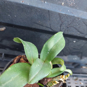 A close-up of a green leafy plant growing in a small pot with bark, photographed against a dark plastic tray background.