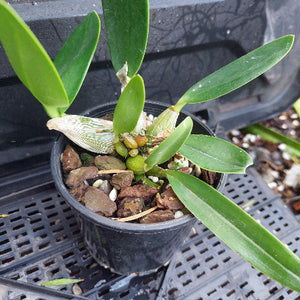 A small potted orchid plant with glossy green leaves and a pale dried flower at the center, growing in a black plastic pot filled with bark and small white stones, placed on a black nursery tray.