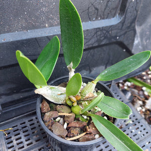 A small potted orchid plant with broad green leaves growing in a black nursery pot filled with bark and small stones, photographed on a black plastic tray.