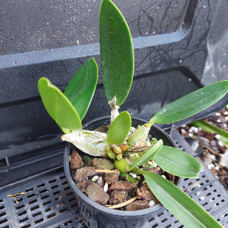 A potted orchid plant with thick green leaves and small green buds, growing in a black plastic pot filled with bark and small stones, photographed on a black nursery tray.