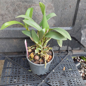 A potted orchid plant with green leaves and visible roots, sitting in a black plastic nursery pot on a black plastic tray against a dark textured background.