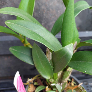 A close-up of a green orchid plant with broad, glossy leaves growing in a small pot, with a pink and white tag visible at the lower left.