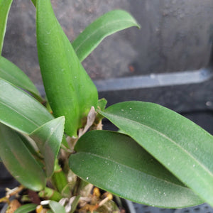 Close-up of a green leafy plant with broad, glossy leaves growing in a dark container or pot.