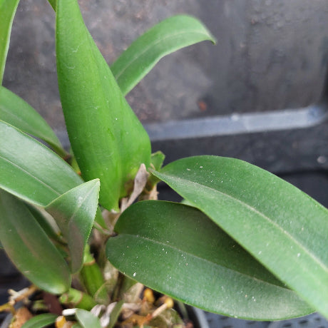 Close-up of a green leafy plant with broad, glossy leaves growing in a dark container or pot.