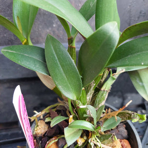 A close-up of a green orchid plant in a black plastic pot with bark and small leaves, featuring a pink and white identification tag on the left.