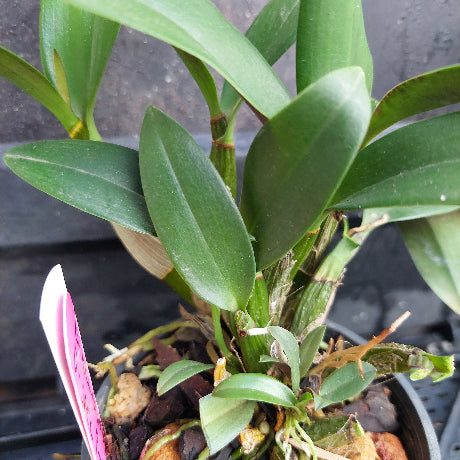 A close-up of a green orchid plant in a black plastic pot with bark and small leaves, featuring a pink and white identification tag on the left.